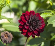 En ljus burgundy dahlia bredvid en torkad blomma Arkivbild En ljus burgundy dahlia bredvid en torkad blomma Arkivbild