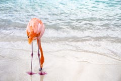 En lös rosa flamingo på renässansöar i Aruba 1 fotografering för bildbyråer En lös rosa flamingo på renässansöar i Aruba 1 fotografering för bildbyråer