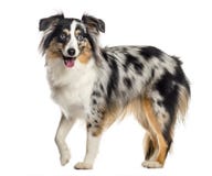 En Mini Australian Shepherd die, die (1 éénjarige) bevinden zich hijgen, ISO royalty-vrije stock foto En Mini Australian Shepherd die, die (1 éénjarige) bevinden zich hijgen, ISO royalty-vrije stock foto