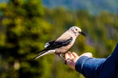 En nötknäpparefågel som äter från en hand för person` s arkivbilder En nötknäpparefågel som äter från en hand för person` s arkivbilder