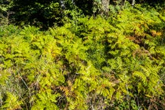 En panorama av bräkenormbunkar arkivbild En panorama av bräkenormbunkar arkivbild