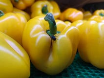 En perfekt grupp av gula spanska peppar, om hon weren ` t för en klipsk besökare, som tjänstledigheter för wouldn` t royaltyfri fotografi En perfekt grupp av gula spanska peppar, om hon weren ` t för en klipsk besökare, som tjänstledigheter för wouldn` t royaltyfri fotografi