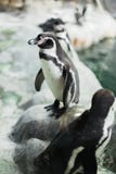 En pingvin i en zoo som stirrar på kameran med andra pingvin royaltyfria foton En pingvin i en zoo som stirrar på kameran med andra pingvin royaltyfria foton