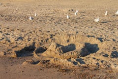 En sandslott som har delvis förstörts av vågor på en öde strand med snäppor som omkring kör royaltyfria bilder En sandslott som har delvis förstörts av vågor på en öde strand med snäppor som omkring kör royaltyfria bilder