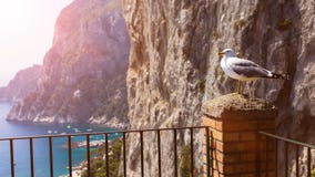 En seagullfågel sitter på en balkong mot bakgrunden av havet och vaggar - ett lopp eller en naturlig bakgrund royaltyfri bild En seagullfågel sitter på en balkong mot bakgrunden av havet och vaggar - ett lopp eller en naturlig bakgrund royaltyfri bild