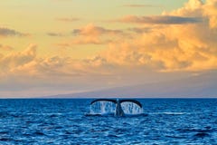 En slående valsvans som ses från ett valklockafartyg på solnedgången på Maui arkivfoto En slående valsvans som ses från ett valklockafartyg på solnedgången på Maui arkivfoto