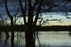En solnedgång i amasonregionen av Yasuni royaltyfri bild En solnedgång i amasonregionen av Yasuni royaltyfri bild