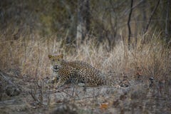En sp?ke av djungeln en indisk closeup f?r fusca f?r leopardpantherapardus som stirrar safarimedel royaltyfri bild En sp?ke av djungeln en indisk closeup f?r fusca f?r leopardpantherapardus som stirrar safarimedel royaltyfri bild