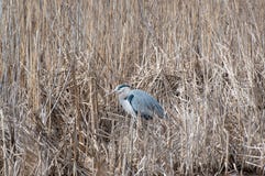 En stor blå häger som vilar i träskgräs fotografering för bildbyråer En stor blå häger som vilar i träskgräs fotografering för bildbyråer