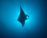 En stor Manta Ray Cruises Though solljuset på den Socorros ön i Mexico royaltyfri foto En stor Manta Ray Cruises Though solljuset på den Socorros ön i Mexico royaltyfri foto