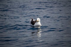 En stor seagull som svävar i havet arkivbild En stor seagull som svävar i havet arkivbild