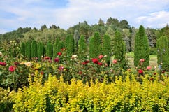 En säng av rosor och cypressavenyn i rosdalen Den Kislovodsk semesterorten parkerar Royaltyfria Bilder En säng av rosor och cypressavenyn i rosdalen Den Kislovodsk semesterorten parkerar Royaltyfria Bilder