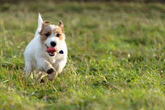 En ung skämtsam hundJack Russell terrier kör på en äng i höst royaltyfria foton En ung skämtsam hundJack Russell terrier kör på en äng i höst royaltyfria foton