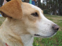 En vit hund med bruna fläckar på dess tystar ned sitter på gräset arkivbild En vit hund med bruna fläckar på dess tystar ned sitter på gräset arkivbild