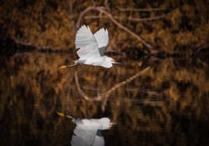 En vol au-dessus de l'eau - héron blanc et réflexion image stock En vol au-dessus de l'eau - héron blanc et réflexion image stock