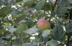 en árbol en huerta por mañana durante salida del sol con rocío antes de escoger gala real, imagenes de archivo en árbol en huerta por mañana durante salida del sol con rocío antes de escoger gala real, imagenes de archivo