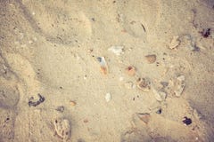 Enarene las cáscaras del mar de la playa y los guijarros coralinos como fondo fotografía de archivo libre de regalías Enarene las cáscaras del mar de la playa y los guijarros coralinos como fondo fotografía de archivo libre de regalías