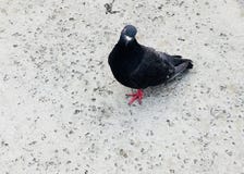 Enbent duva som ser kameran arkivfoto Enbent duva som ser kameran arkivfoto