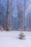 Enchanted Winter Scenery Stock Photography