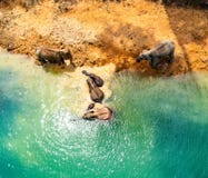 Encounter with a family of wild elephants in Khao Sok national park, on the Cheow lan lake in Surat Thani, Thailand. South east asia