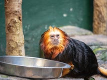 Endangered antiguo-dirigió los chrysomelas del leontopithecus del tamarin del león que comían de un cuenco de alimentación dentro imágenes de archivo libres de regalías Endangered antiguo-dirigió los chrysomelas del leontopithecus del tamarin del león que comían de un cuenco de alimentación dentro imágenes de archivo libres de regalías