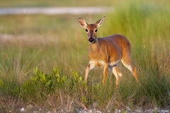 Endangered Key Deer