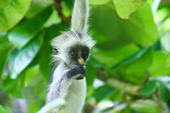Endangered young red colobus monkey Piliocolobus, Procolobus kirkii hanging on a branch eating a leaf in the trees stock photography Endangered young red colobus monkey Piliocolobus, Procolobus kirkii hanging on a branch eating a leaf in the trees stock photography