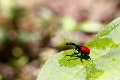 Endemic Giraffe weevil (Trachelophorus giraffa) on a green leaf. stock photo Endemic Giraffe weevil (Trachelophorus giraffa) on a green leaf. stock photo
