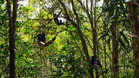 Endemiczny indri lemur w naturalnym siedlisku także dzwonił babakoto, jest wielkimi lemurami Madagascar zdjęcia stock Endemiczny indri lemur w naturalnym siedlisku także dzwonił babakoto, jest wielkimi lemurami Madagascar zdjęcia stock