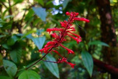 Endemische tropische Blume in Topes de Collantes, Trinidad, Kuba stockfotografie Endemische tropische Blume in Topes de Collantes, Trinidad, Kuba stockfotografie