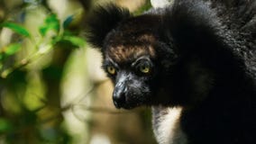 Endemiskindrimaki i naturlig livsmiljö kallade också babakotoen, är de största makierna av Madagascar fotografering för bildbyråer Endemiskindrimaki i naturlig livsmiljö kallade också babakotoen, är de största makierna av Madagascar fotografering för bildbyråer