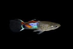 Endler Guppy Poecilia wingei tiny colorful tropical aquarium fish royalty free stock images Endler Guppy Poecilia wingei tiny colorful tropical aquarium fish royalty free stock images