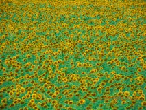 Endless Field Of Ripe Sunflowers Royalty Free Stock Photo