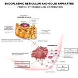 Endoplasmic nätmage och Golgi apparatur vektor illustrationer Endoplasmic nätmage och Golgi apparatur vektor illustrationer