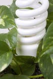 Energy Efficient Light In Plant Stock Photos