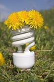 Energy saving bulb with dandelions stock photo Energy saving bulb with dandelions stock photo
