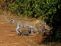 Enfantez le léopard et le bébé marchant à travers une voie photos stock Enfantez le léopard et le bébé marchant à travers une voie photos stock
