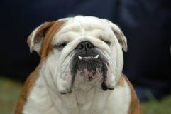 Engelse Buldog Engelse Buldog