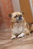 Engelse Buldog stock afbeeldingen Engelse Buldog stock afbeeldingen
