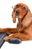 Engelse Cocker-spaniëlhond die Muis en Toetsenbord gebruiken Royalty-vrije Stock Foto Engelse Cocker-spaniëlhond die Muis en Toetsenbord gebruiken Royalty-vrije Stock Foto