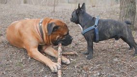 Engelse mastiff en het Franse buldog spelen stock videobeelden Engelse mastiff en het Franse buldog spelen stock videobeelden