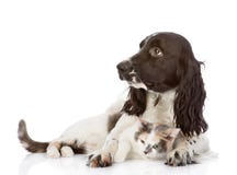 Englisch-Cocker spaniel-Hund und -katze liegen zusammen. lizenzfreies stockfoto Englisch-Cocker spaniel-Hund und -katze liegen zusammen. lizenzfreies stockfoto