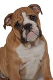 Englische Bulldogge, 5 Monate alte, sitzend auf weißem Hintergrund und vorwärts schauen lizenzfreies stockbild Englische Bulldogge, 5 Monate alte, sitzend auf weißem Hintergrund und vorwärts schauen lizenzfreies stockbild