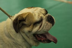 Englische Bulldogge von der nationalen Hundeshow in ³ r Mazowiecki Nowy Dwà in Polen stockbild Englische Bulldogge von der nationalen Hundeshow in ³ r Mazowiecki Nowy Dwà in Polen stockbild