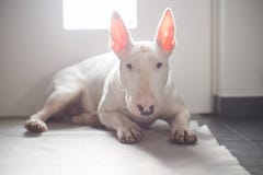 Englischer Bullterrier, der auf dem Boden mit Licht hinter ihm liegt lizenzfreies stockfoto Englischer Bullterrier, der auf dem Boden mit Licht hinter ihm liegt lizenzfreies stockfoto