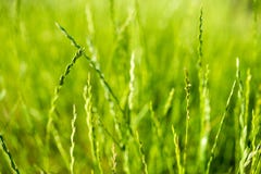Englisches Raigras, Lolium, Spica stockfotos Englisches Raigras, Lolium, Spica stockfotos