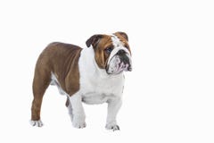 English Bulldog British White Red Color Adult Stands On A White Background Royalty Free Stock Photography