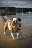 English Bulldog On The Beach Royalty Free Stock Photos