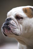 English Bulldog Profile Stock Image
