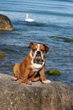 English Bulldog Puppy Playing On The Beach Royalty Free Stock Image English Bulldog Puppy Playing On The Beach Royalty Free Stock Image